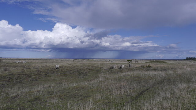 Schafe, Landwirtschaft auf der Insel Öland, Schweden, dramatisches Wetter