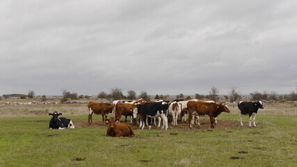 Kühe, Landwirtschaft auf der Insel Öland, Schweden, dramatisches Wetter