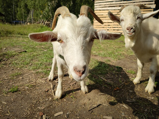 Cute curious couple of goats