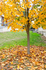 hojas caídas de los árboles en otoño