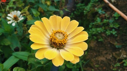 bee on yellow flower