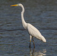 great egret (Ardea alba) alias common, large or great white egret or heron wading in pond