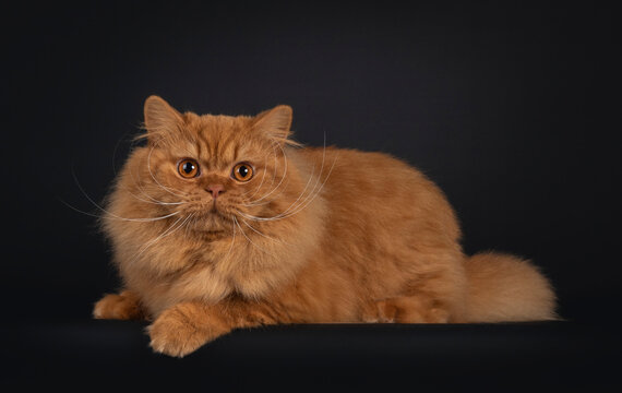 Impressive red British Longhair cat, laying down side ways. Looking towards camera. Isolated on black bakground.