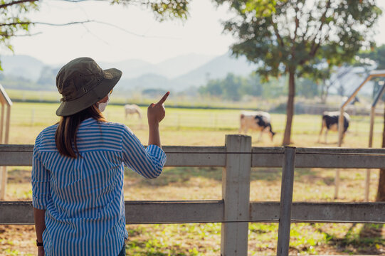 Female farmer working and looking on cow dairy farm.,Agriculture mature female farmer standing against cows in stable or farm countryside.