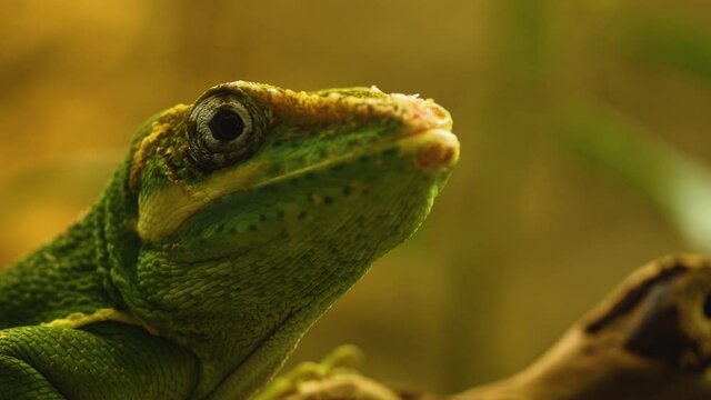 Close up of green lizard head looking around