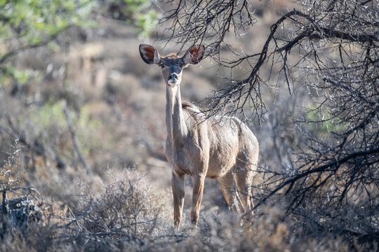 Kudu cow in the arid Nama Karoo