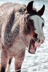 Outdoor Winter Walk
Long and merry horses