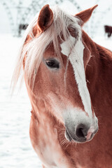Obraz na płótnie Canvas Outdoor Winter Walk Long and merry horses
