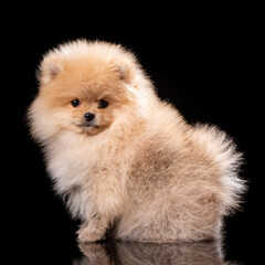 Obraz premium Portrait of a sitting Pomeranian Spitz on black background.