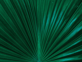 Obraz premium abstract background,Green leaves pattern background, Natural background and wallpaper,palm leaves, floral pattern background