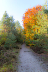 Fototapeta premium autumn in the forest