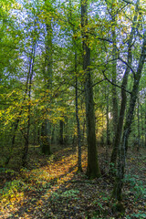 autumn forest in the morning