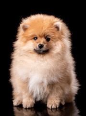 Lovely pomeranian puppy in studio on black background.