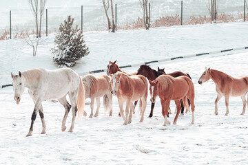 Outdoor Winter Walk
Long and merry horses