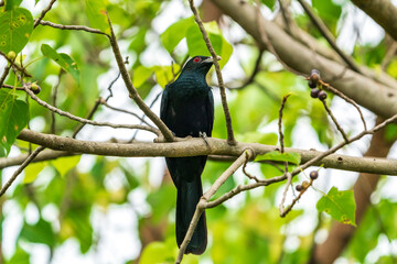 Male Asian Koel perching on a tree branch.