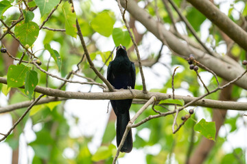 Male Asian Koel perching on a tree branch.