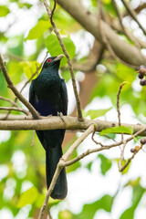 Male Asian Koel perching on a tree branch.