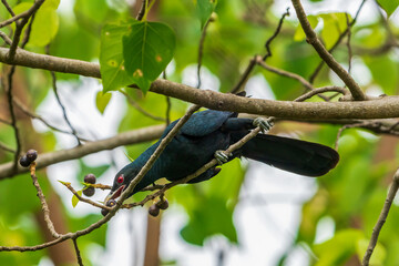 Male Asian Koel perching on a tree branch.