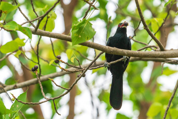 Male Asian Koel perching on a tree branch.