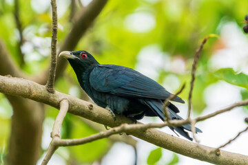 Male Asian Koel perching on a tree branch.