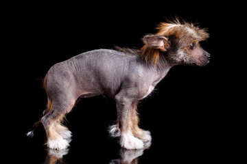 Chinese Crested puppy standing sideways on a black background.