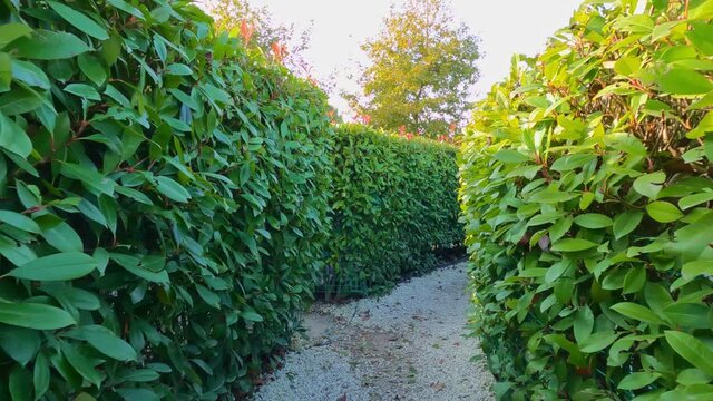 garden green maze of hedges. entertainment and walks in the Park. 