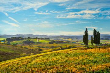 Fototapeta na wymiar Vineyards panorama and trees in Castellina in Chianti, Tuscany, Italy