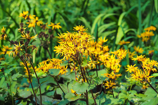 Yellow flowers of Ligularia dentata in a flower garden, yellow daisies