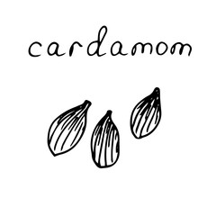 Spice cardamom, vector illustration, hand drawing