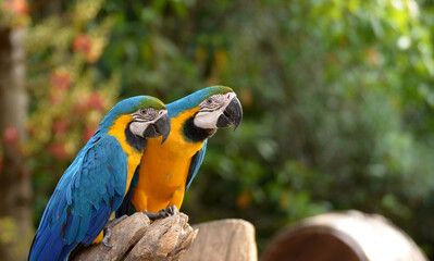 Macaw Parrot Blue and Yellow Beautiful pets