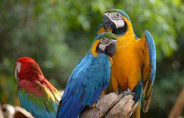 Macaw Parrot Blue and Yellow Beautiful pets