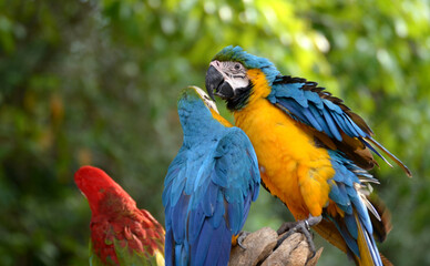 Macaw Parrot Blue and Yellow Beautiful pets