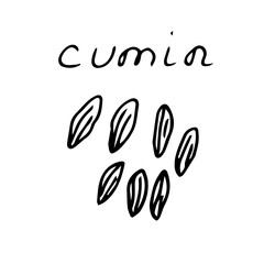 Spice cumin, vector illustration, hand drawing