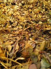 piles of yellowed mahogany leaves soaked with rainwater