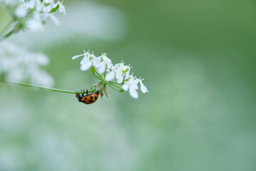 Close-up of a coccinellidae sitting on a green leaf.