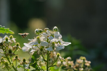 A bee collects nectar from a white blackberry flower.