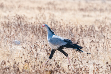 Secretary Bird, Sagittarius serpentarius, walking in northern Namibia