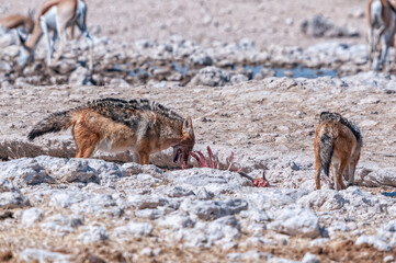 Black-backed jackal feasting on a carcass