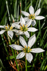 White Rain Lily (Zephyranthes candida) in greenhouse