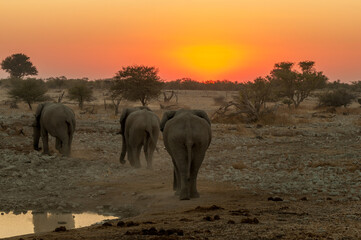 Naklejka na ściany i meble African elephants with sunset backdrop at the Okaukeujo waterhole
