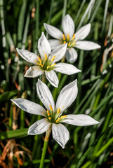 Naklejka premium White Rain Lily (Zephyranthes candida) in greenhouse