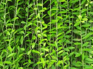 Obraz premium the vines on the hedge were a lush green