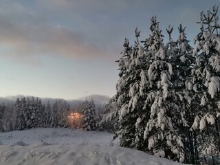 sunrise in the forest