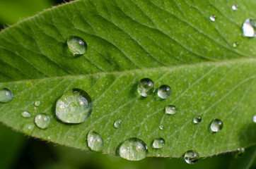 Rain drops on the leaves macro