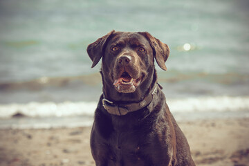 Brauner Labrador lächelt in die Kamera