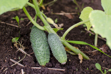 Two cucumbers on the branch