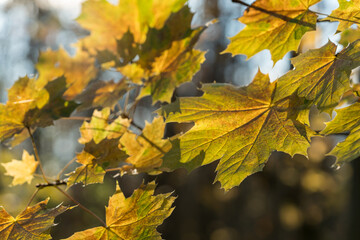 Yellow leaves on a tree branch in autumn 