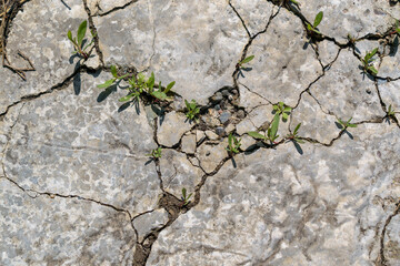 Stems of green grass grow through cracks in the concrete. Plant life concept.