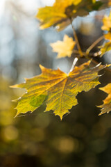 Obraz premium Yellow leaves on a tree branch in autumn 