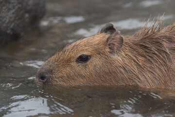 気持ちよさそうなカピバラ